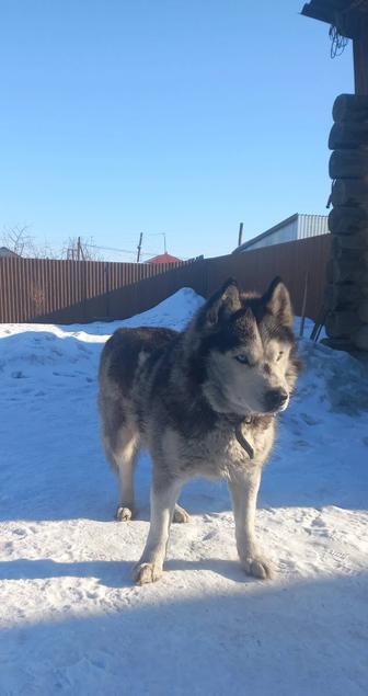 Отдам собак в добрые руки