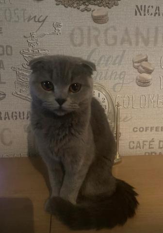 Отдам кошечку