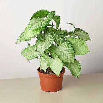 Продам сингониум белая бабочка