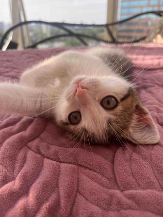 Котенок в добрые руки