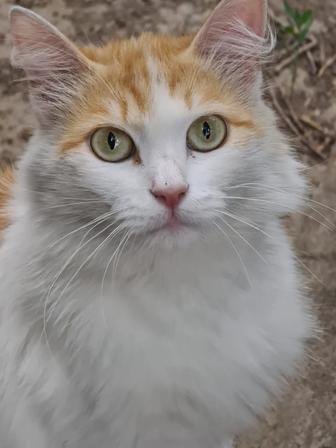 Кошка ищет дом