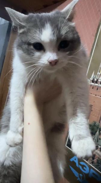 Отдам кошечку