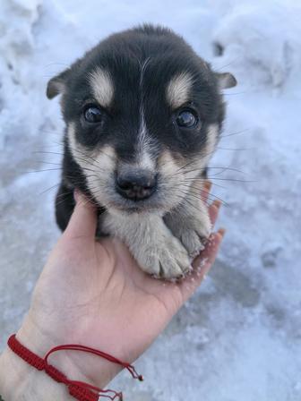 Отдам щенят в хорошие руки