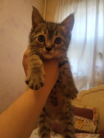Срочно котята Скоттиш страйт