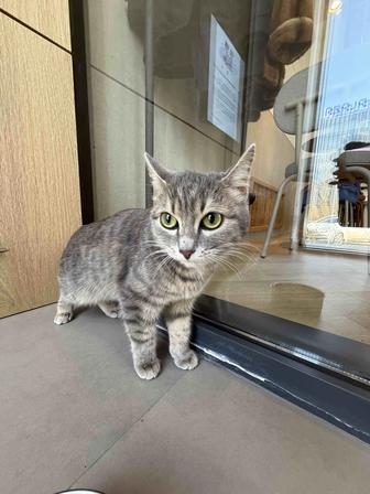 Котенок, 8 месяцев. Стерилизована
