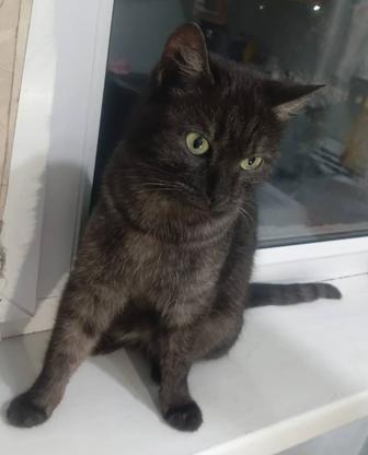 Кошечка с красивым окрасом