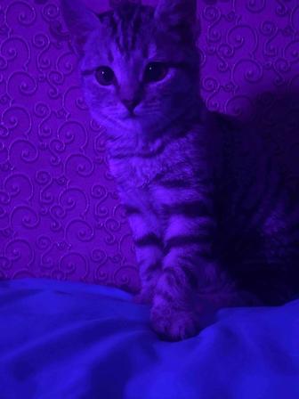 Отдам кошечку бесплатно