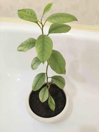 Продается лимонное дерево 50 см . высотой , скоро начнет плодоносить .