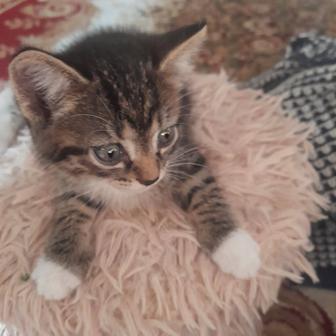 Дарю котят