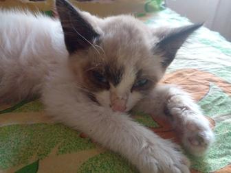 Котик Симон хочет в свой дом!