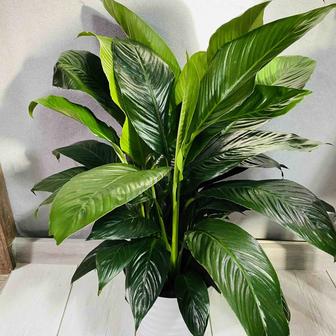 Продам спатифиллум 80см