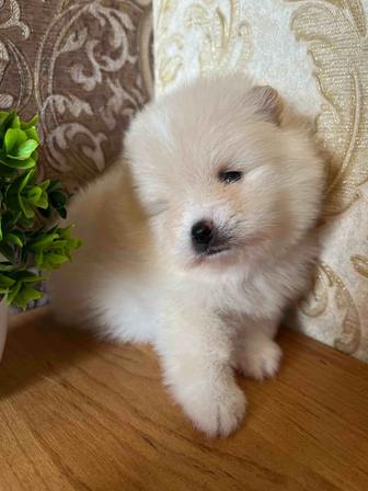 Щенки померанского шпица