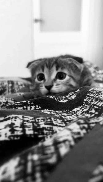 продам котика в добрые руки