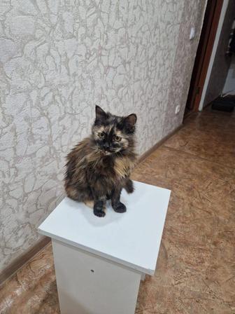 Отдам кошку в добрые руки