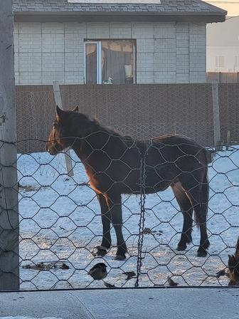 Продам тайчика новоалтайской породы