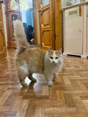 Найден рыже-белый кот или кошка в районе Толе би - Тулебаева.