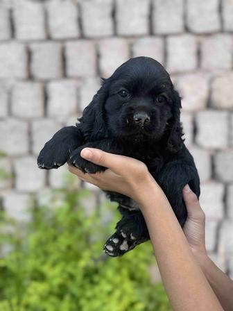 Продаются щенки американского Кокер спаниеля