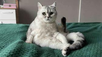 Кошка британка