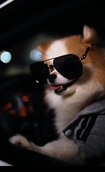 Продается немецкий шпиц