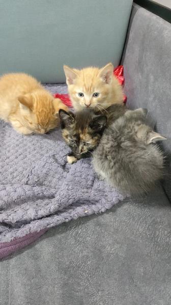 Отдам котят