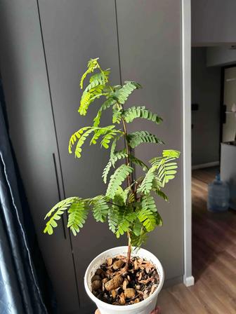 Тамаринд (экзотическое растение)