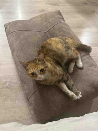 Отдам кошечку в добрые руки