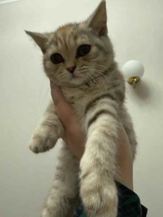Котенок Скоттиш Страйт