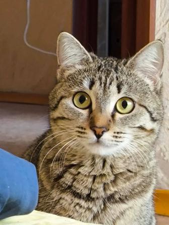 Пропала кошка. Нашедшему 20 тыс