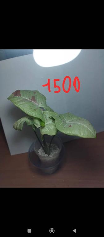 Продам комнатные растения