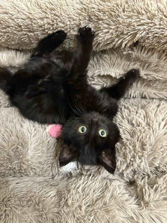 Котенок девочка