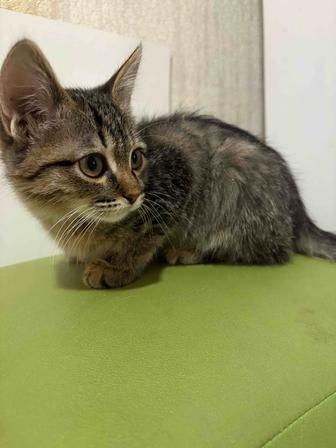 Отдам в хорошие руки котенка