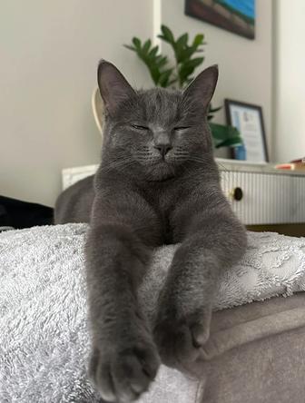 Отдам кошку в добрые руки