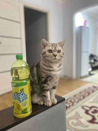 Шотландский кот