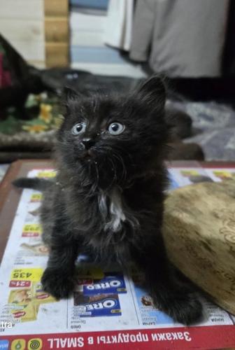 Отдам котенка