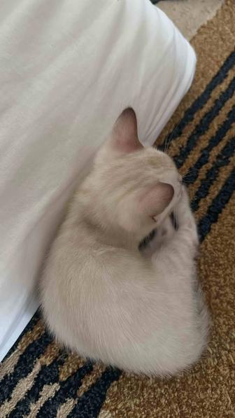 Продам снежного бенгала