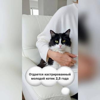 Молодой кастрированный котик 2, 5 года в хорошие руки