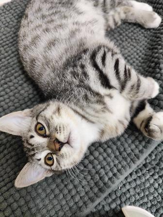 Котята Вислоухие