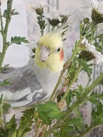 Продам попугая Корелла