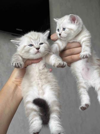 шотландские котята породистые