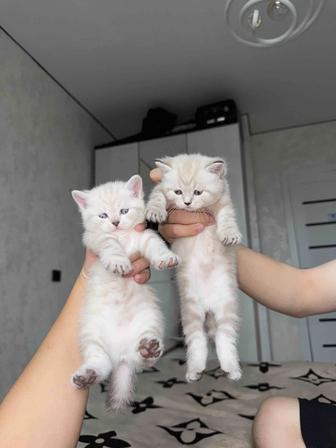шотландские котята породистые