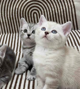 шотландские котята породистые
