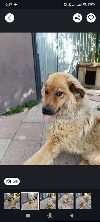 Срочно отдам собаку в хорошие руки