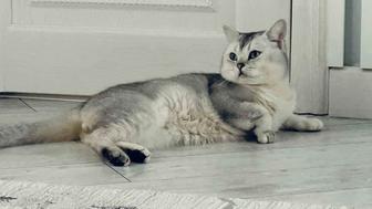 Продам Кота Британская Шиншилла. Не кастрирован!