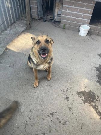 Потерялась овчарка