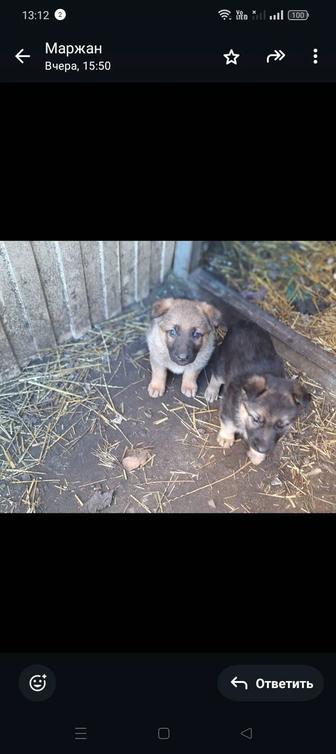 Продам щенков овчарки.