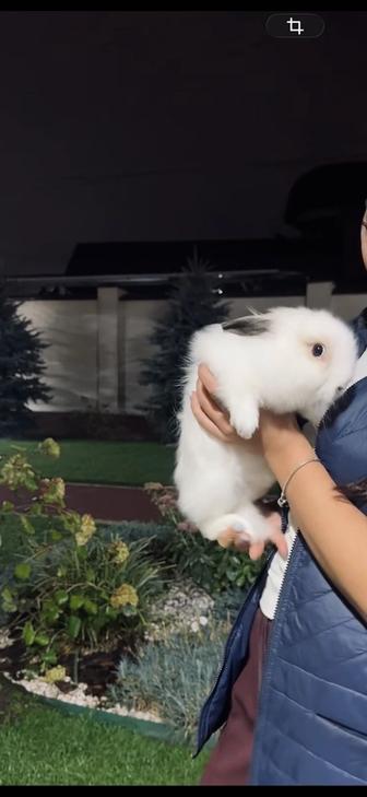 Кролика продам