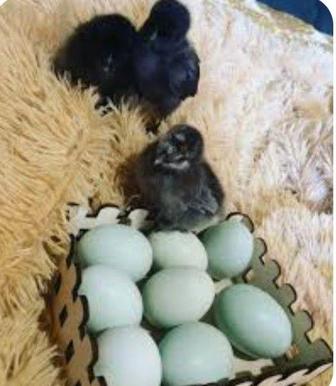 Инкубационное яйцо Ухейилюй