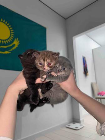 Продам котят вислоухие