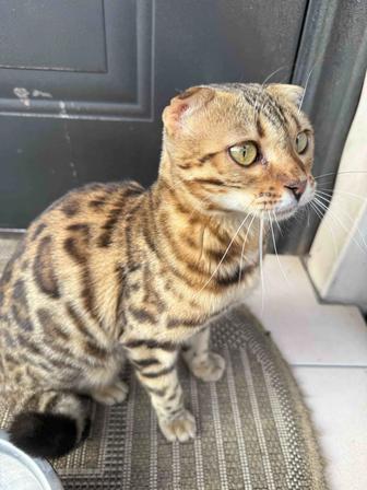Найден бенгальский кот или кошка