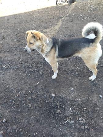 Отдам в добрые руки собаку